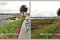 Manukau Harbour, King Tide 1 March 2014