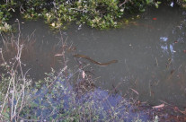 kingtidesakl: Henderson Creek 26.03.2015