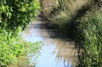 Tahuna Torea Reserve, Glendowie, Auckland King Tide 02022014