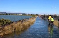 North Western, Auckland King Tide 02022014