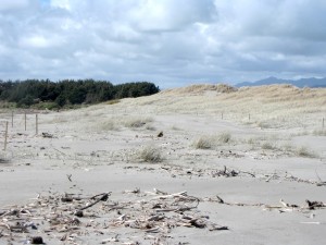 Dune system at the Waitohu Stream mouth in 2010 following a period of accretion associated with dune restoration activities. Photo: Sue McIntosh.