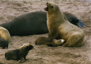 The endangered NZ sea lion could lose important haul-out and breeding sites to sea level rise