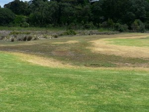 Salt water effect on turf