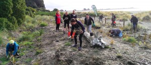 Work underway on a new restoration area at Clifton Beach in Christchurch. Photo: Shane Orchard