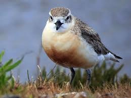 The New Zealand Dotterel could lose it's nesting grounds to sea level rise in the future